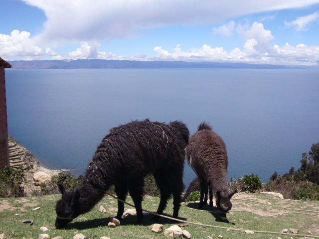 Lllamas for Lucas & William